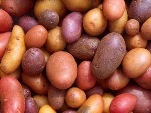 Какова урожайность картофеля с 1 га в России?