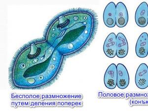 Инфузория-туфелька: внешнее и внутреннее строение, питание, размножение, значение в природе и жизни человека