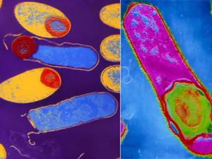 Споры и спорообразование в жизни бактерий