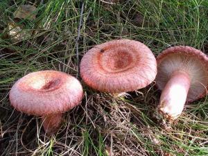 Съедобные и ядовитые шляпочные грибы